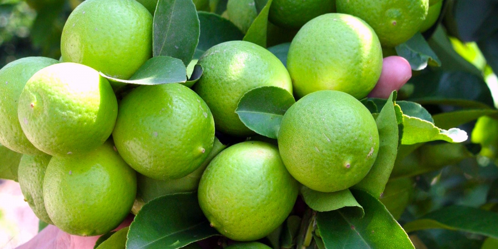 Limón: Cítrico clave de muchos remedios y otras propiedades